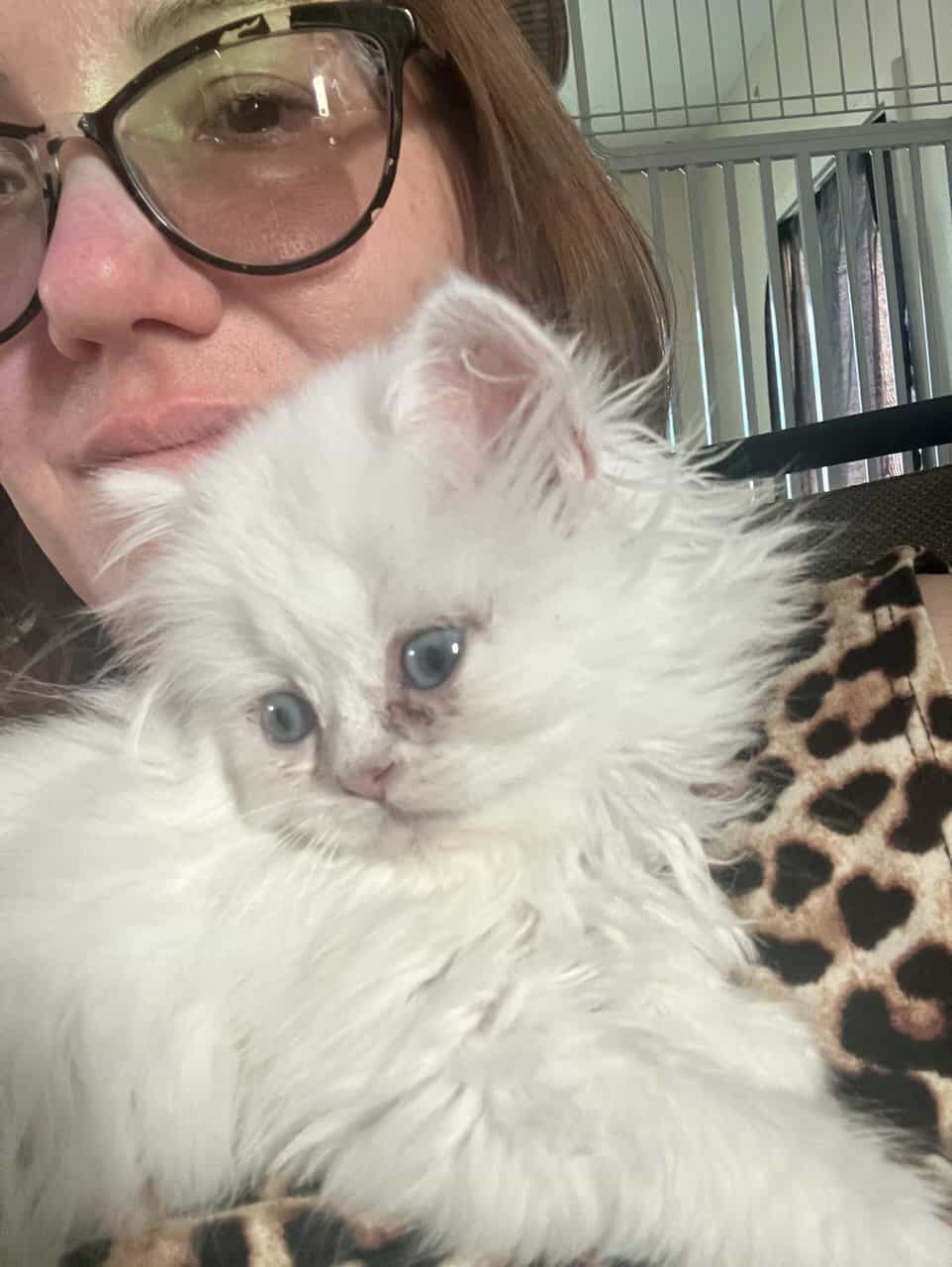 Silver chinchilla British longhair male image 12