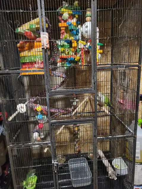 Quaker Parrots image 5