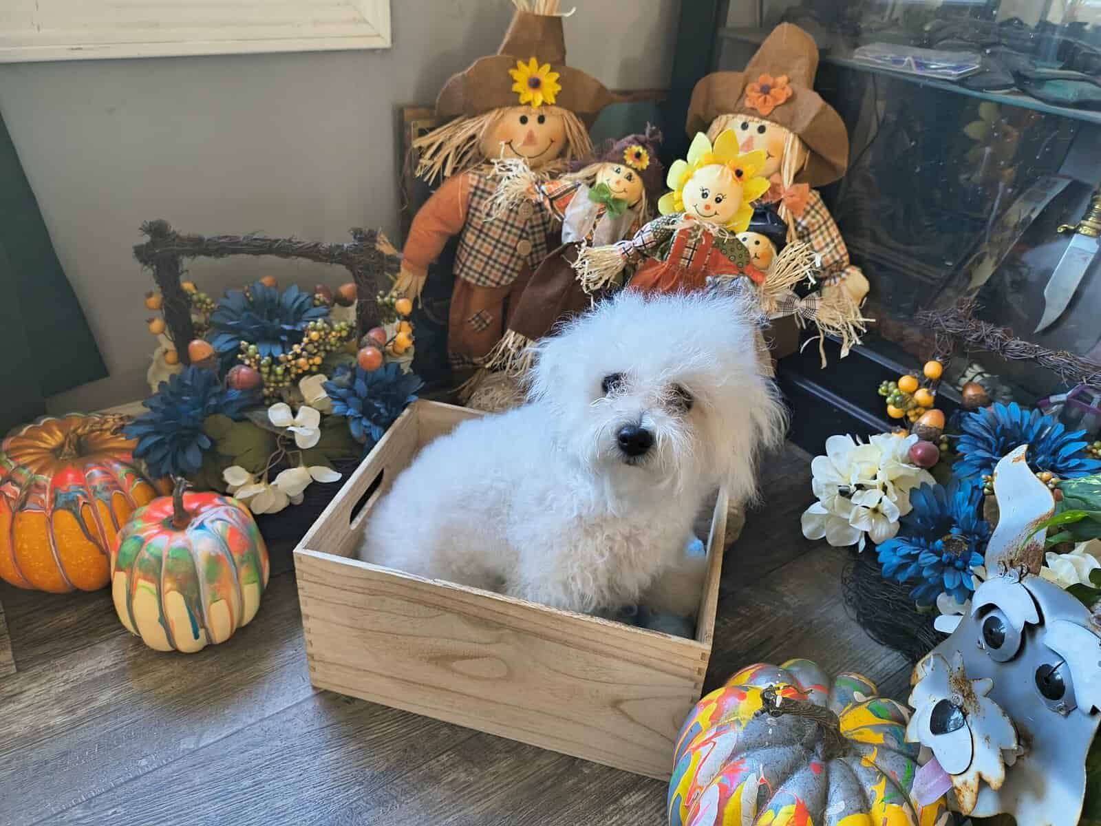 Bichon Frise Puppies image 1