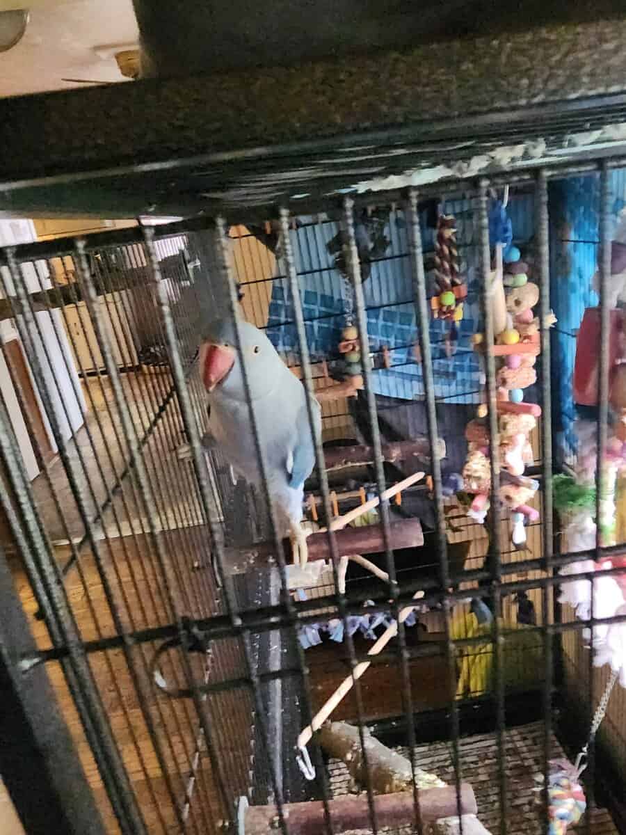 2yr old Cobalt blue indian ringneck image 10