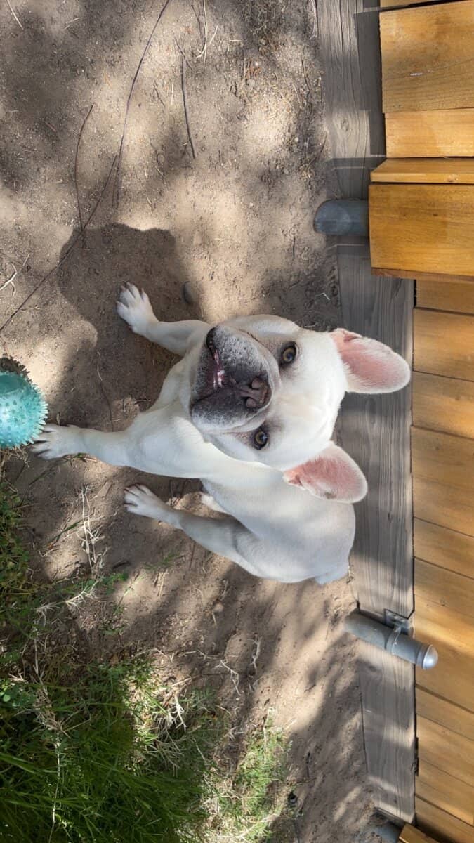 Sweet Purebred Frenchie image 1