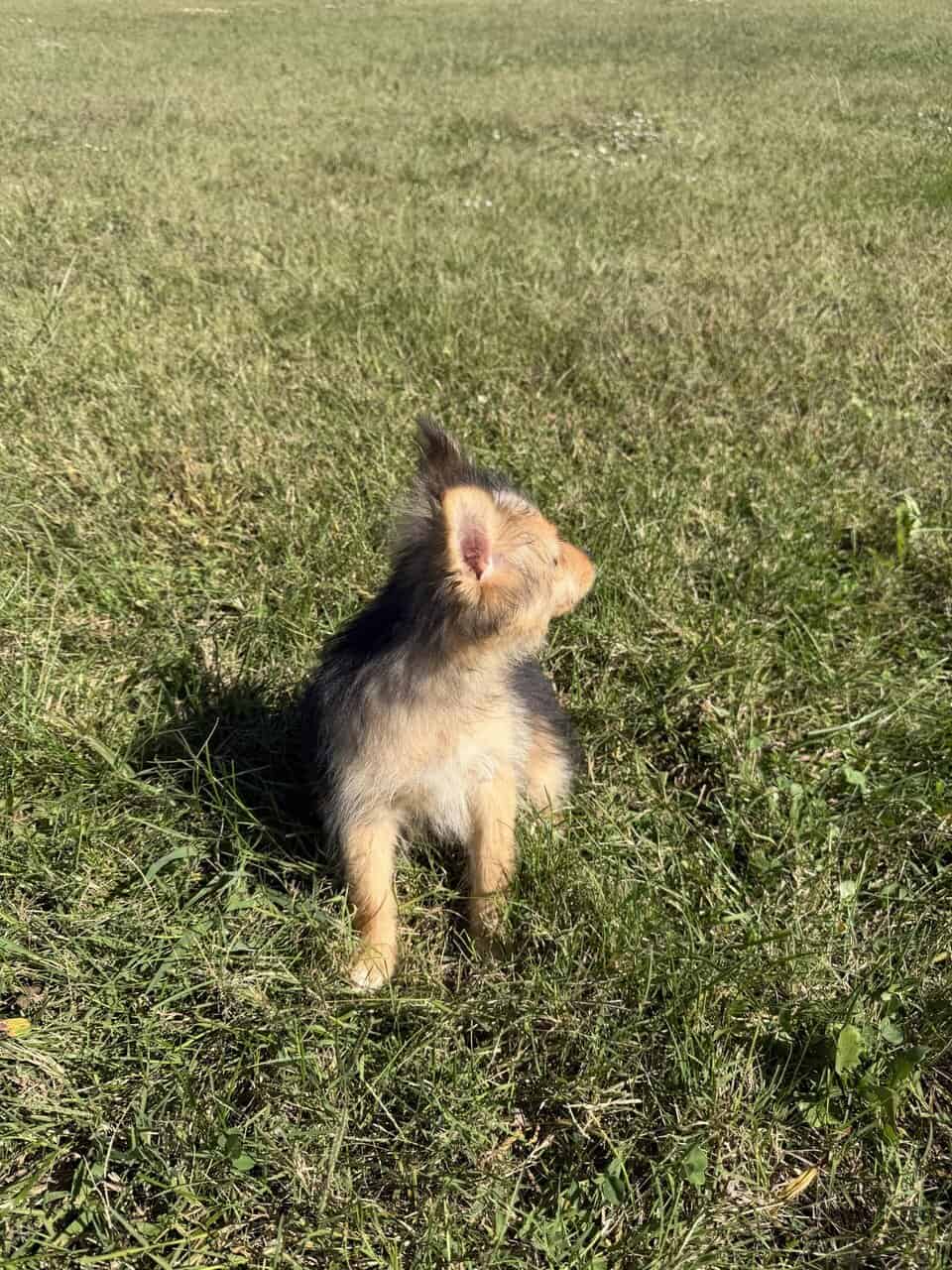 Pomeranian female puppy image 4