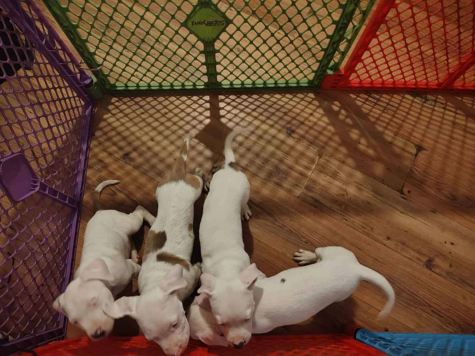 Rehoming-pitbull puppies image 12