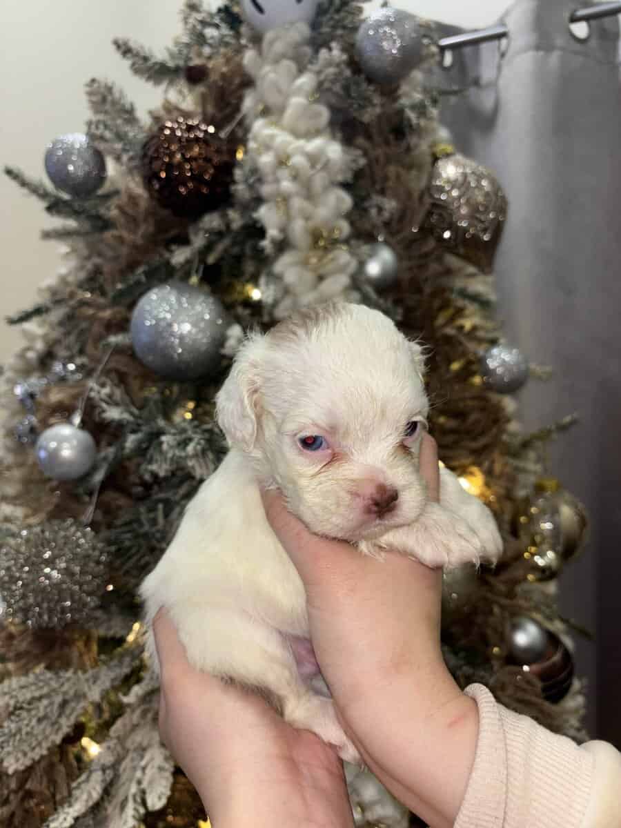 English Cocker Spaniel/French Bulldog Mix Puppies image 10
