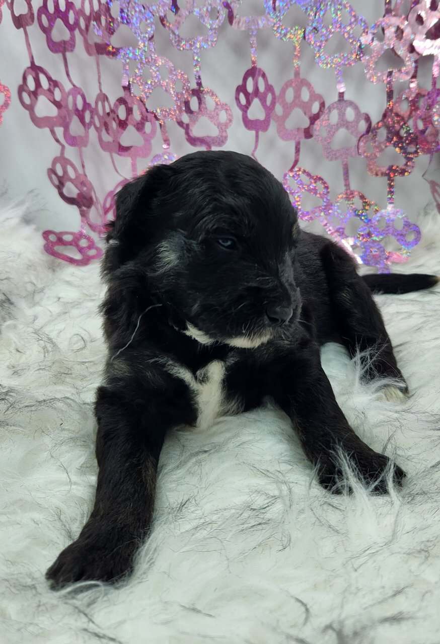 6 Mini Aussidoodles image 14