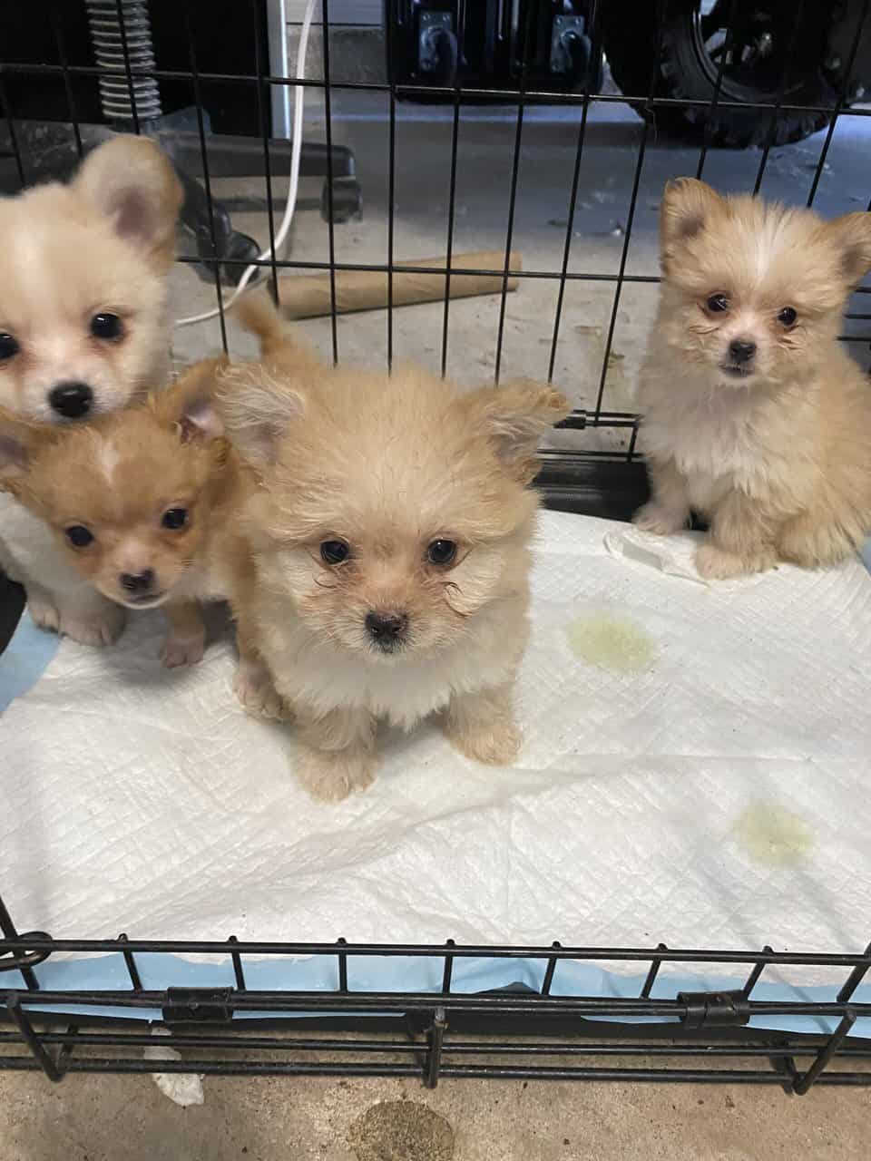 Pomeranian and Bichon image 1