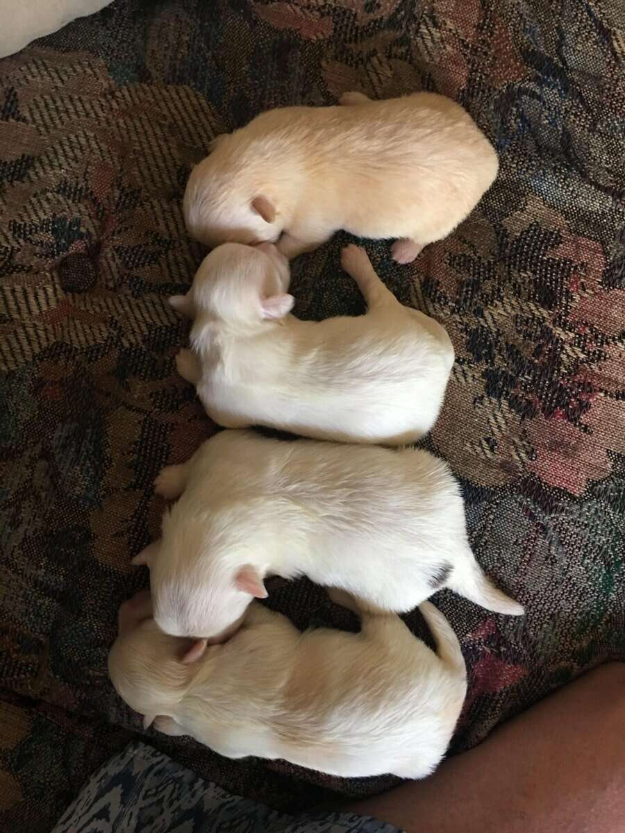 A.K.C. Maltese Puppies For Sale image 2