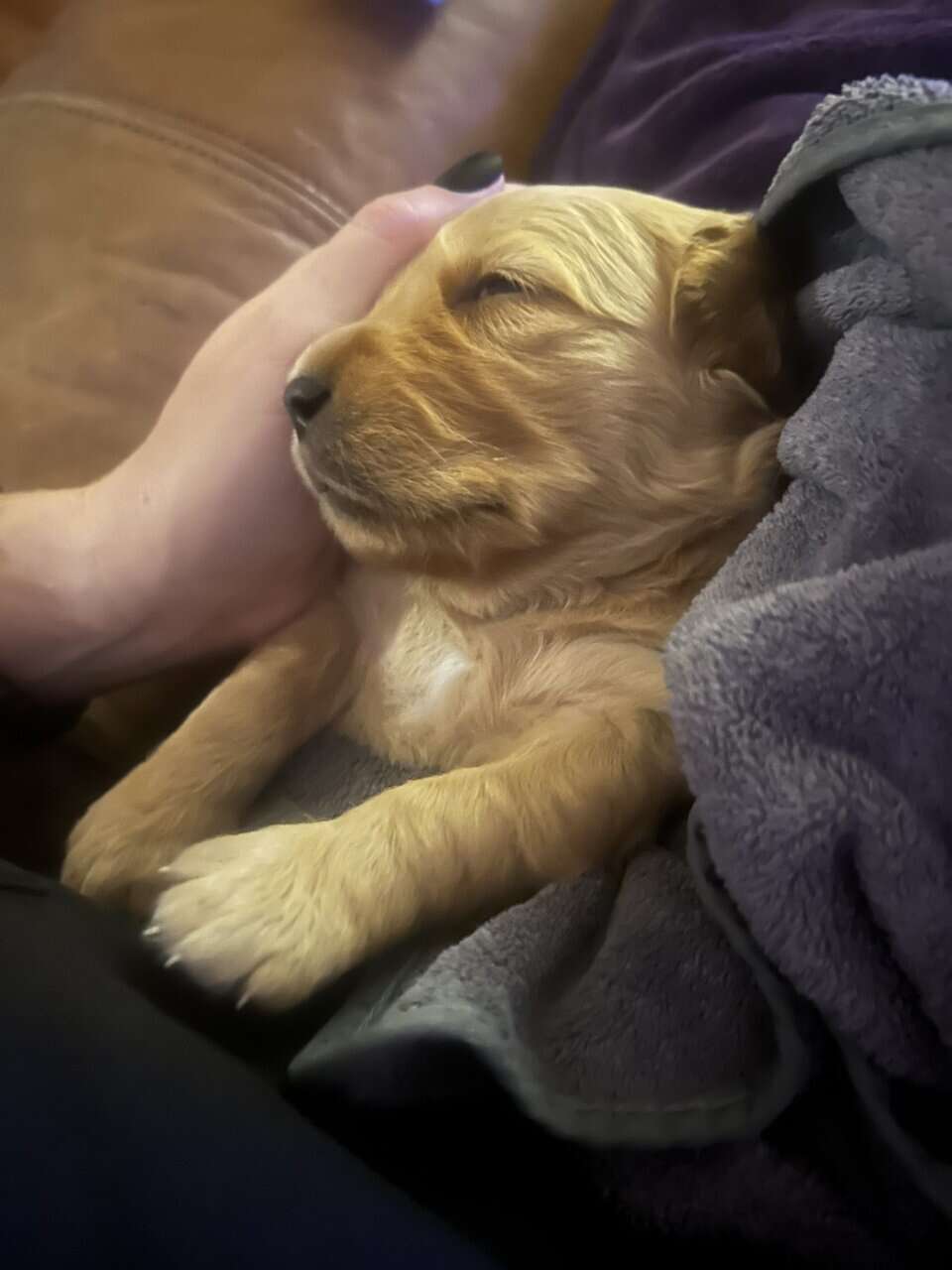 Golden Retriever puppies image 4