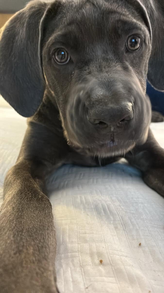 Cane corso puppy remy image 2