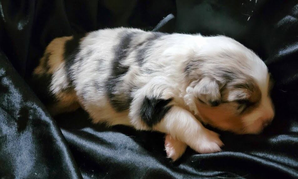 ***** Christmas Puppies ***** image 9
