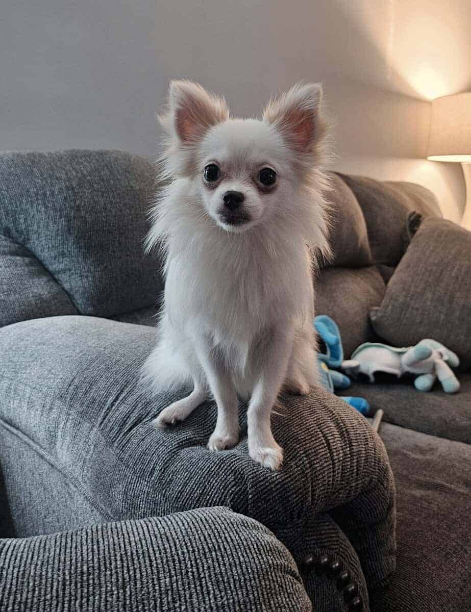 7.5 month old female pomchi image 1