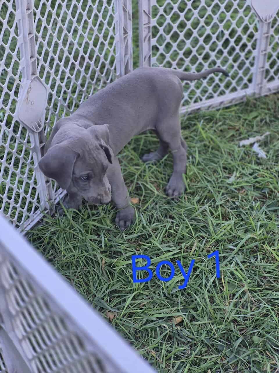 Great Dane image 1