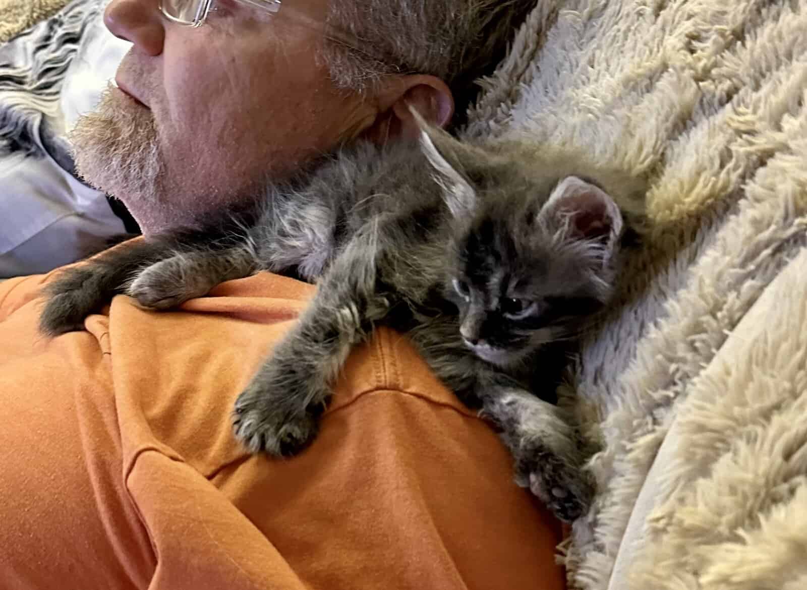 Mainecoons image 3