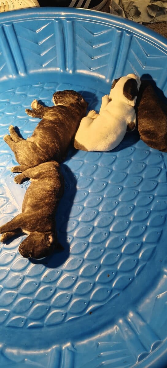 Frenchie bully hybrid image 7
