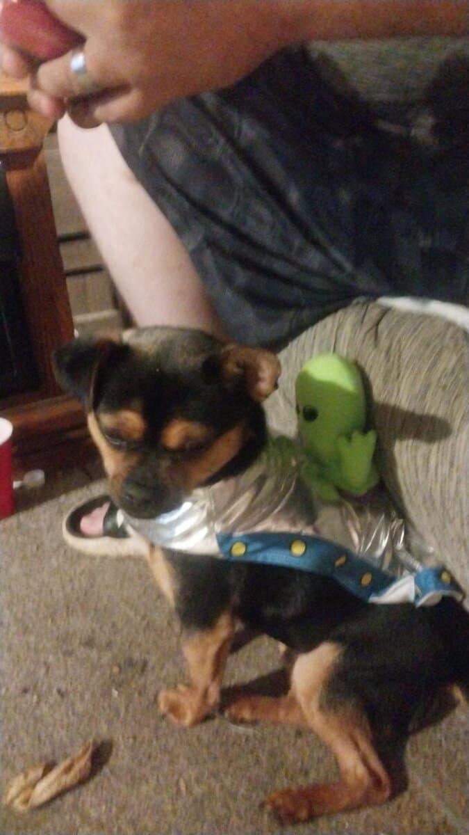 2 year old chihuahua image 2