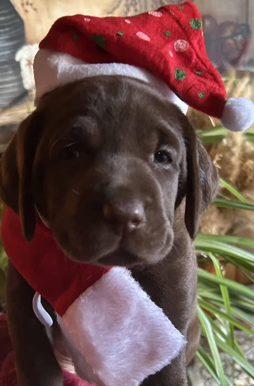 AKC English Labrador Retriever Puppies image 2