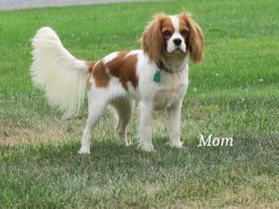 Cavalier Pups!! available soon!