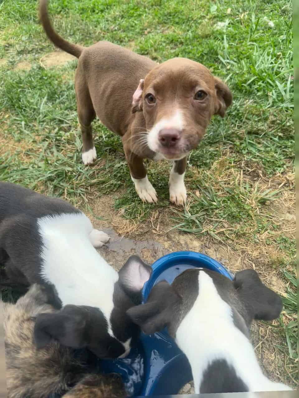 Free Blue nose pit and Golden doodle puppies image 16