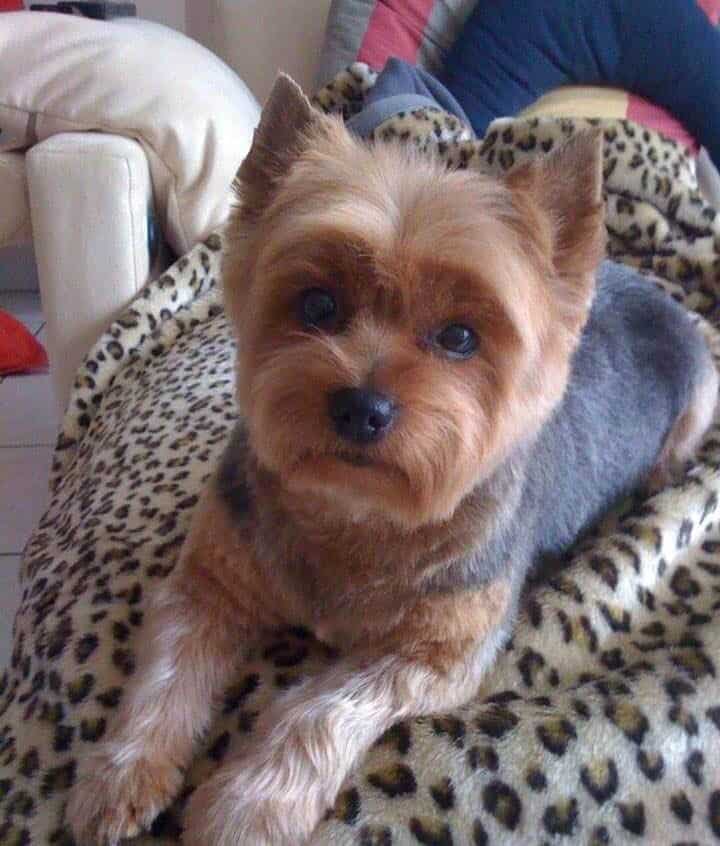 CKC Yorkie female with Pedigree image 4