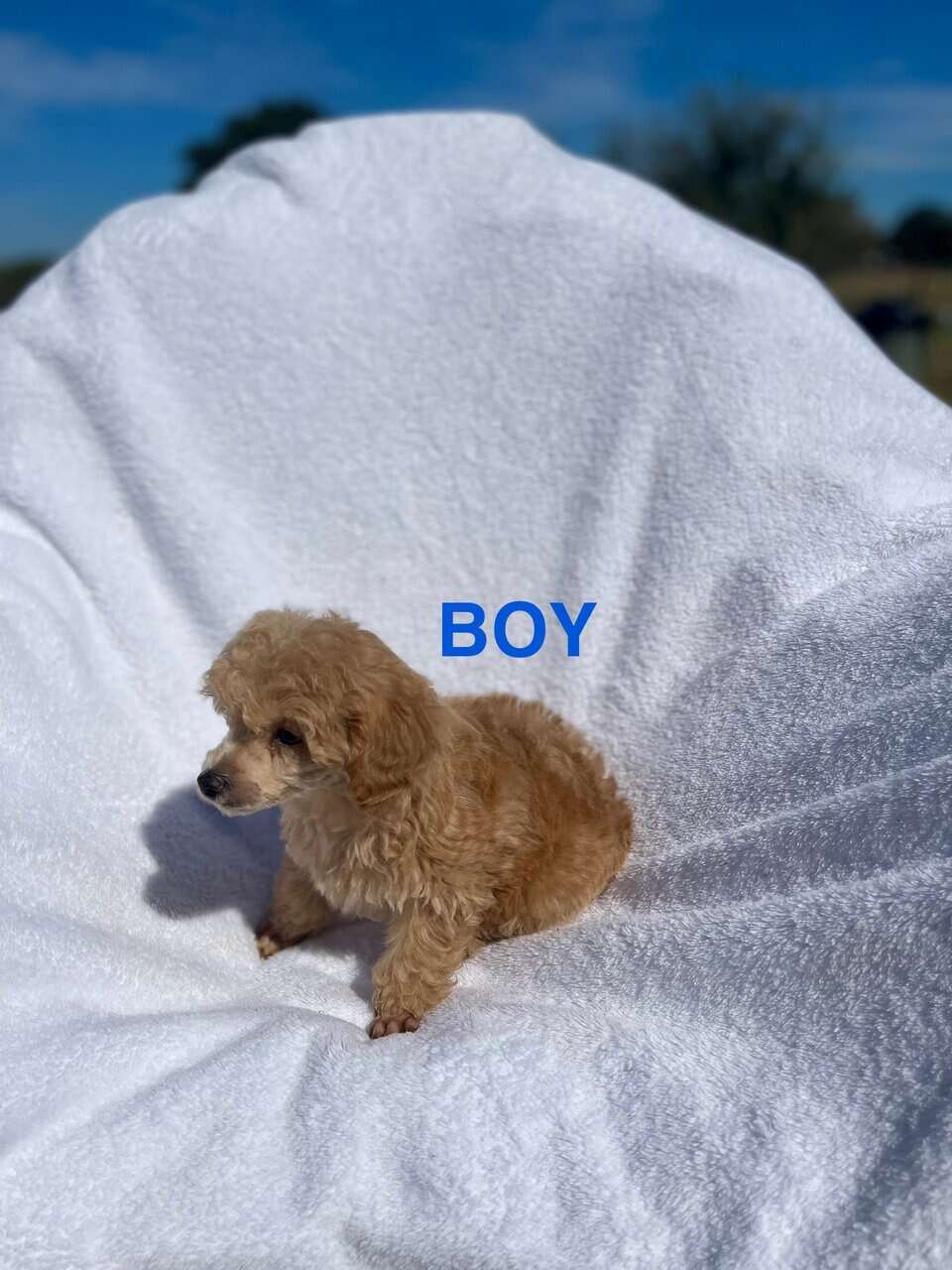 Toy Poodles DNA checked mom and Dad on Site image 3