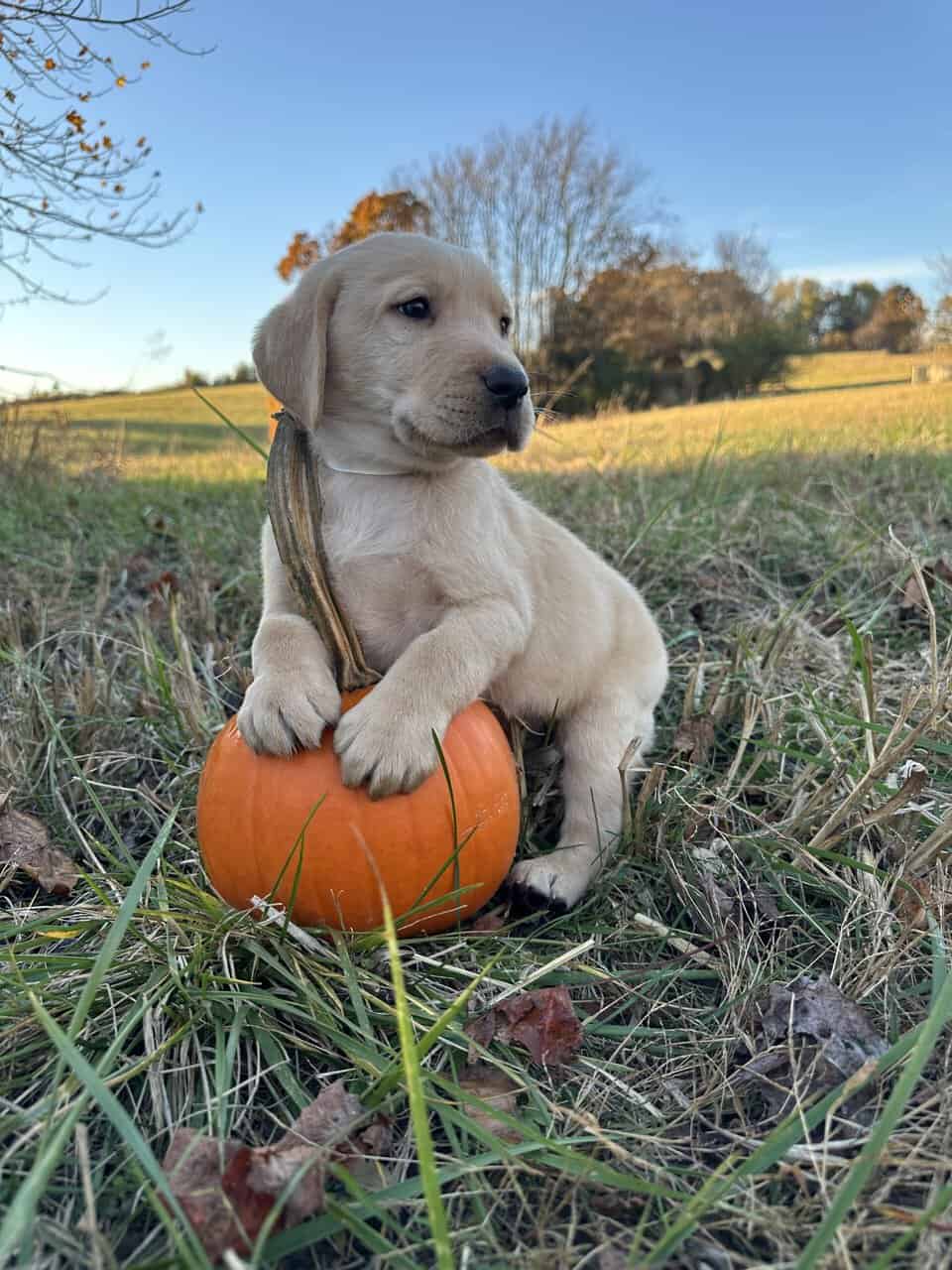 Yellow Lab Puppies image 3