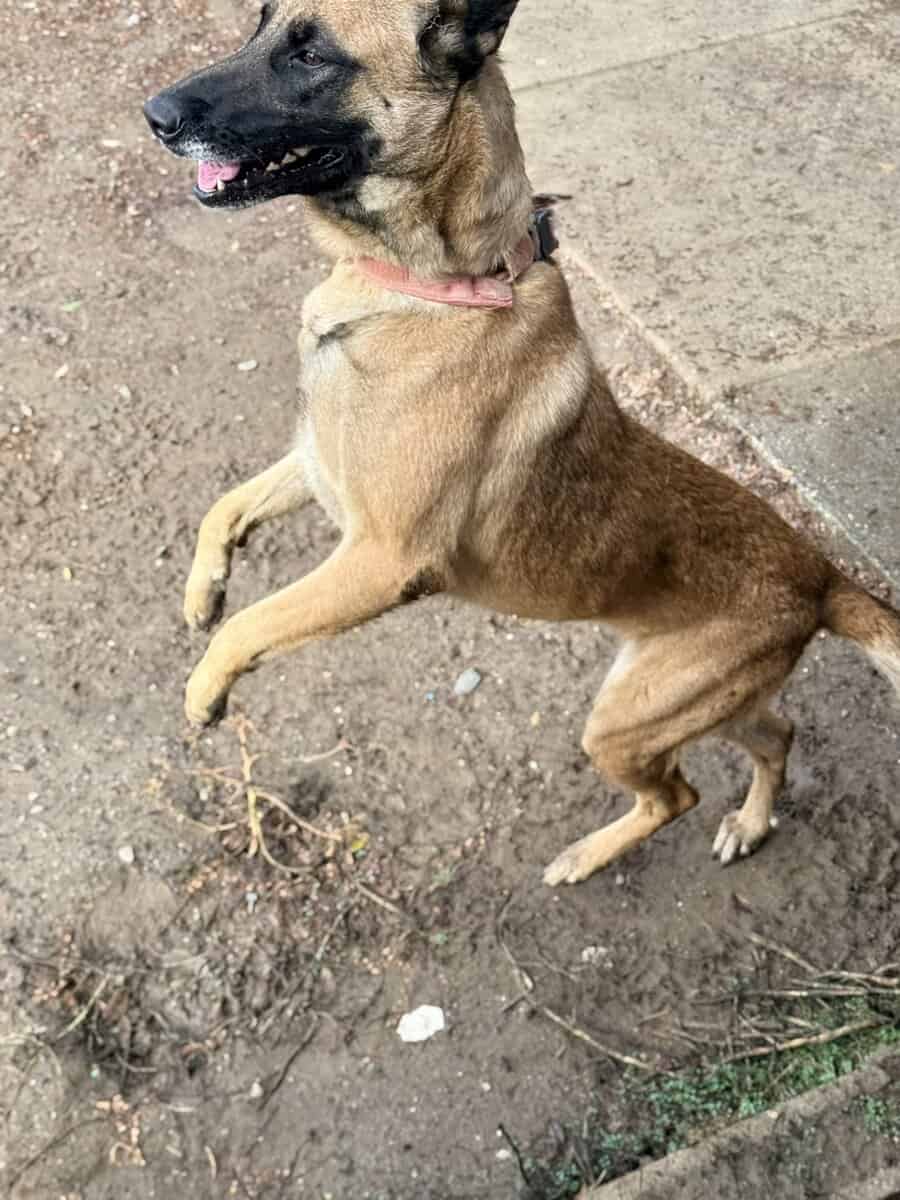 Belgian Malinois/ German Shepherd image 2