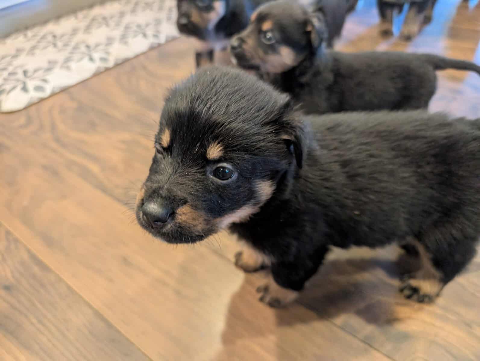 German shepherd mix puppies image 13