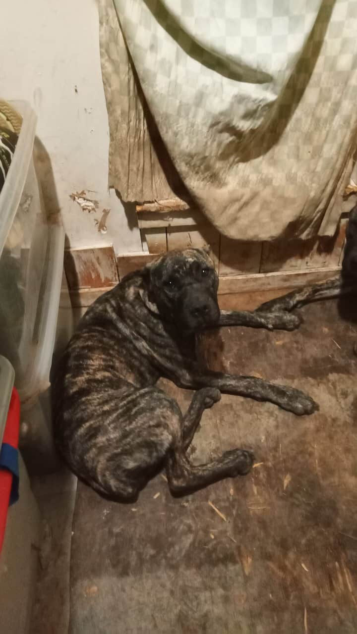 Spanish mastiffs image 3