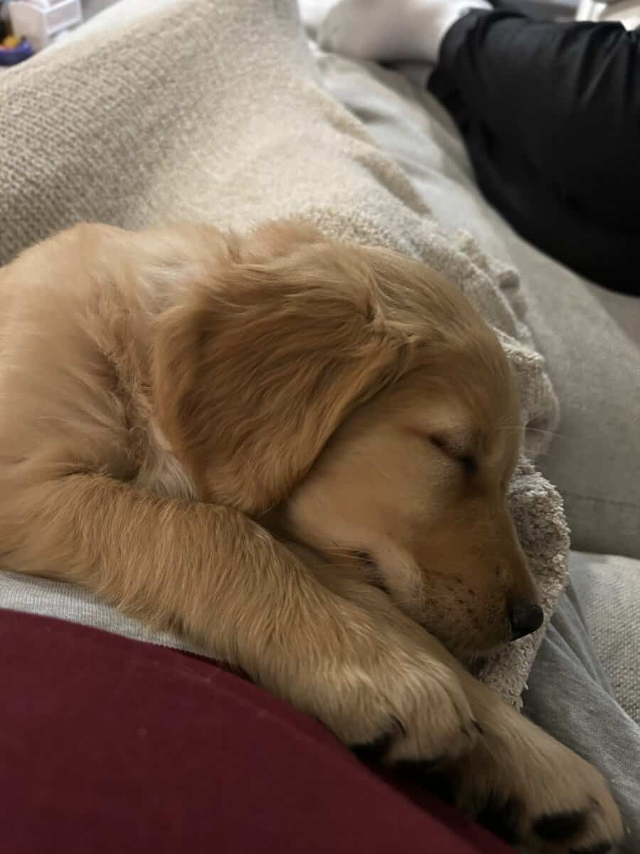 Female 9 week old golden retriever puppy for sale image 1