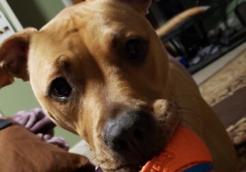 Lola- looking for new loving home ❤️