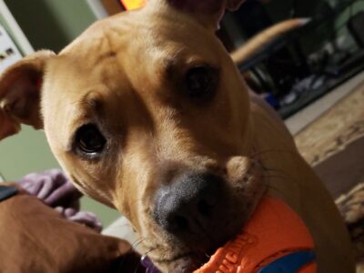 Lola- looking for new loving home ❤️