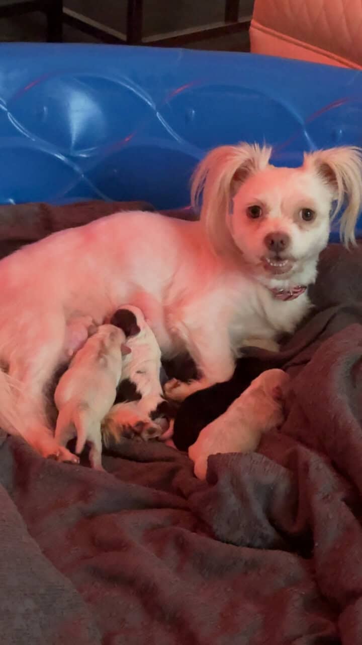 Shih Tzu puppies ready for Christmas image 3