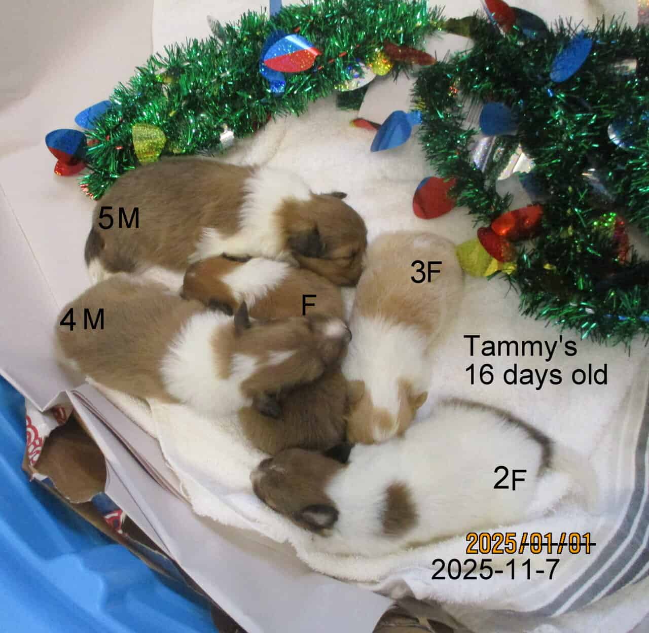 AKC Shetland Sheep Dog Puppies image 3
