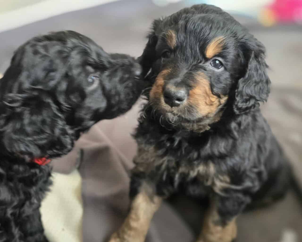 Golden Bernadoodle Puppies image 4