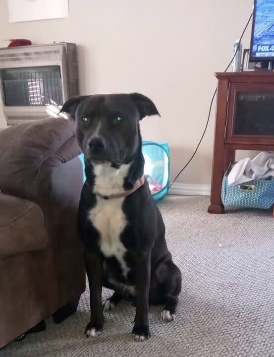 Duke. Needs new home image 1