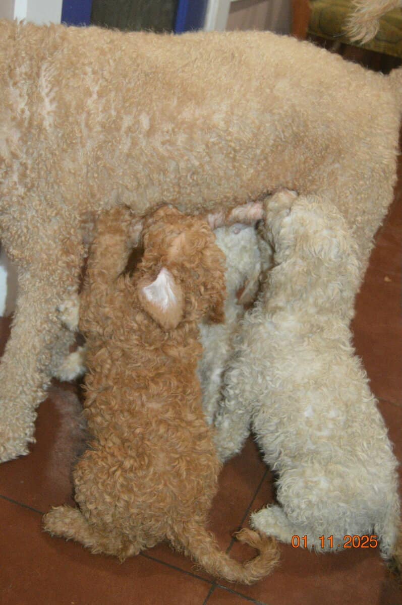 Goldendoodle image 5