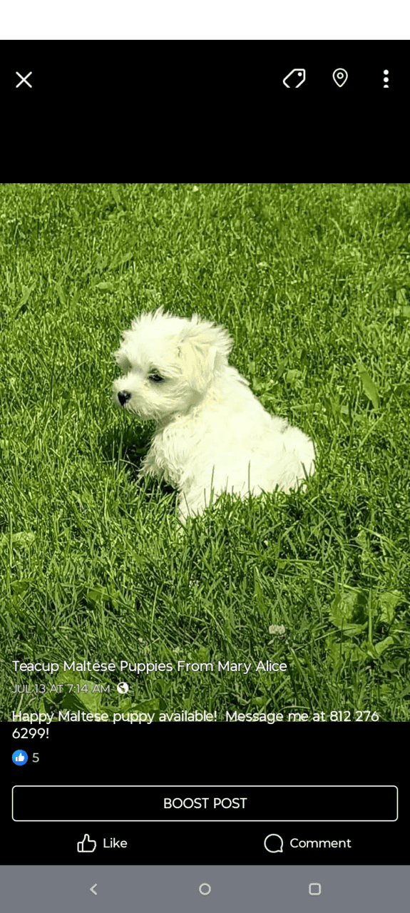 Maltese Holiday Puppies Available image 2