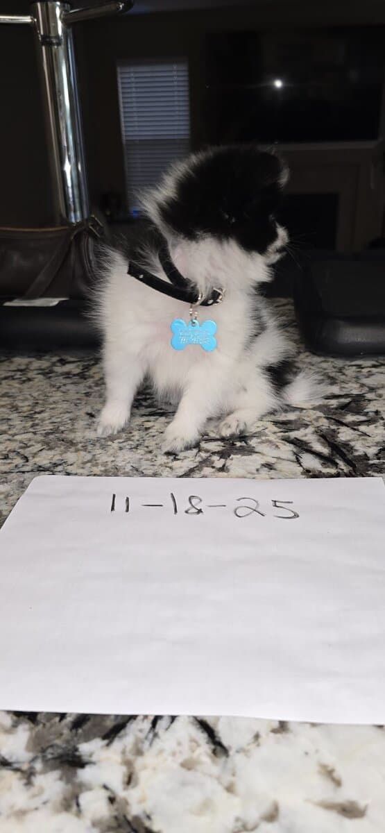 Pomeranian puppy image 2