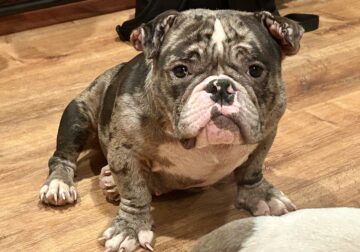 American Micro Bully Female