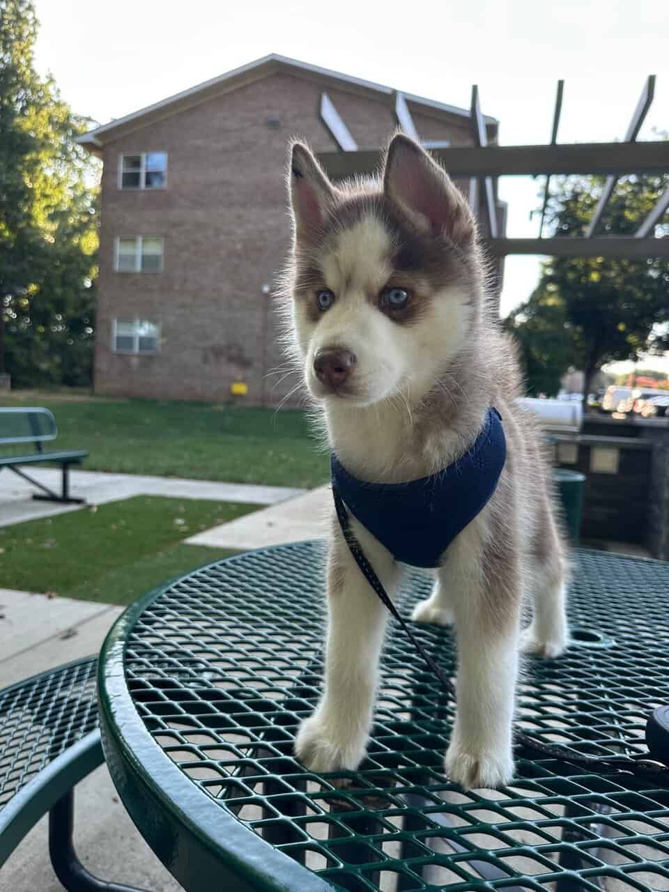 Siberian Husky image 1