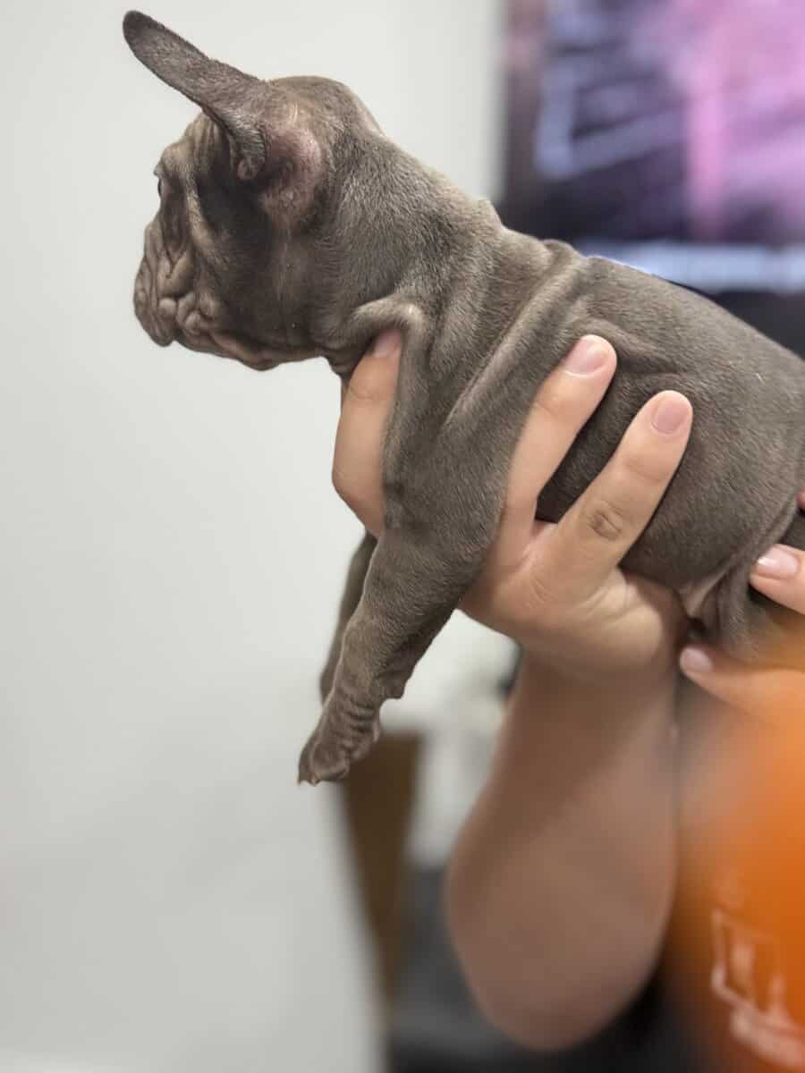 French bulldog for sale image 8