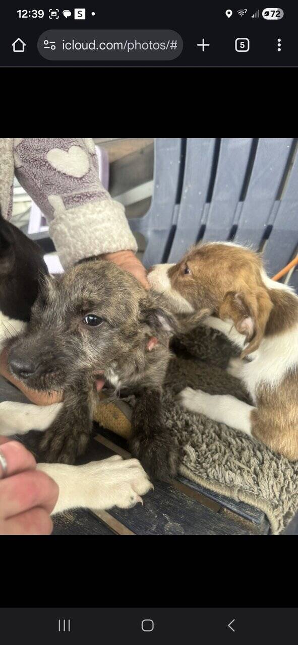 Free Blue nose pit and Golden doodle puppies image 12