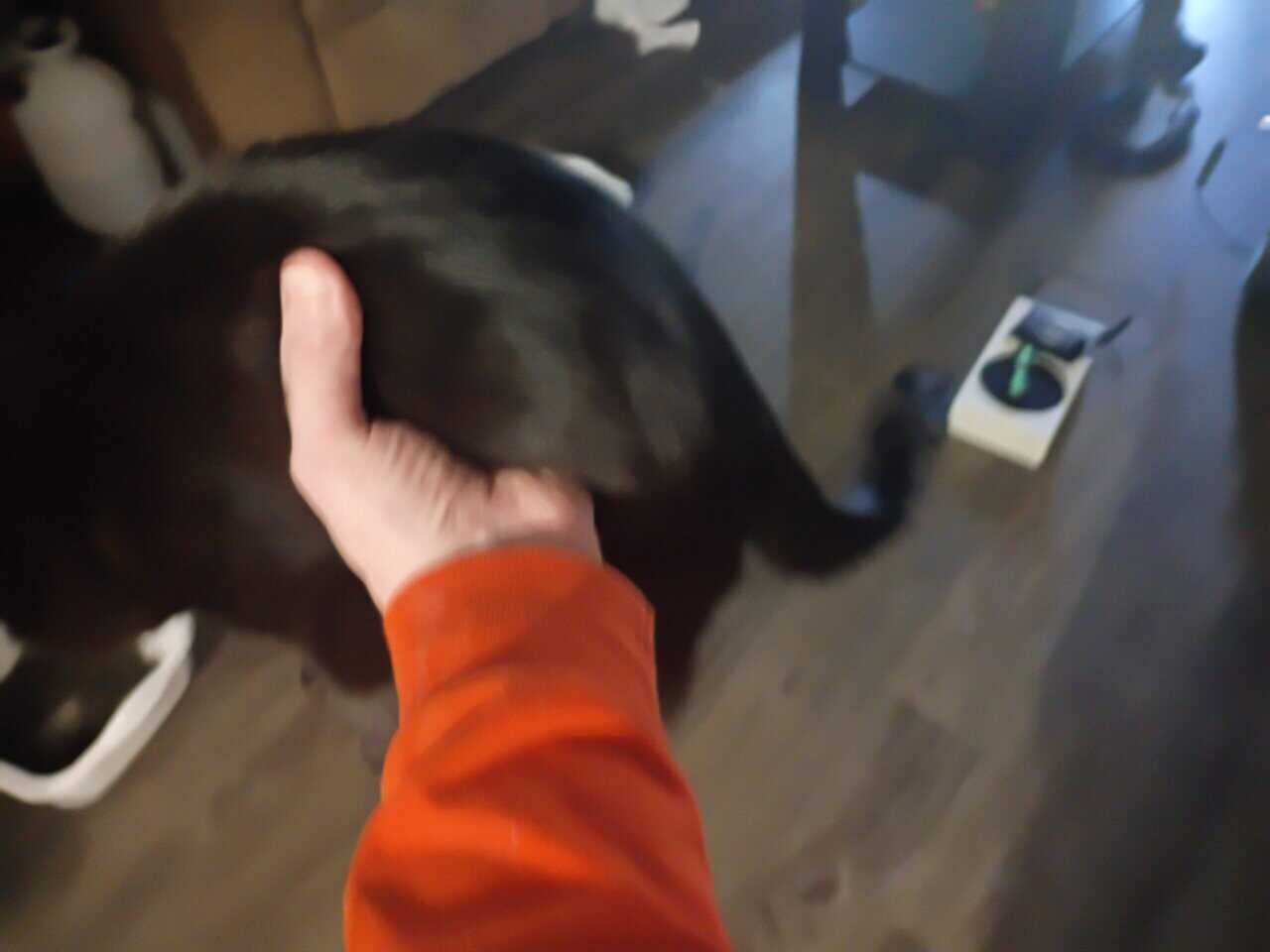 Black domestic short hair about 5 months old. image 3