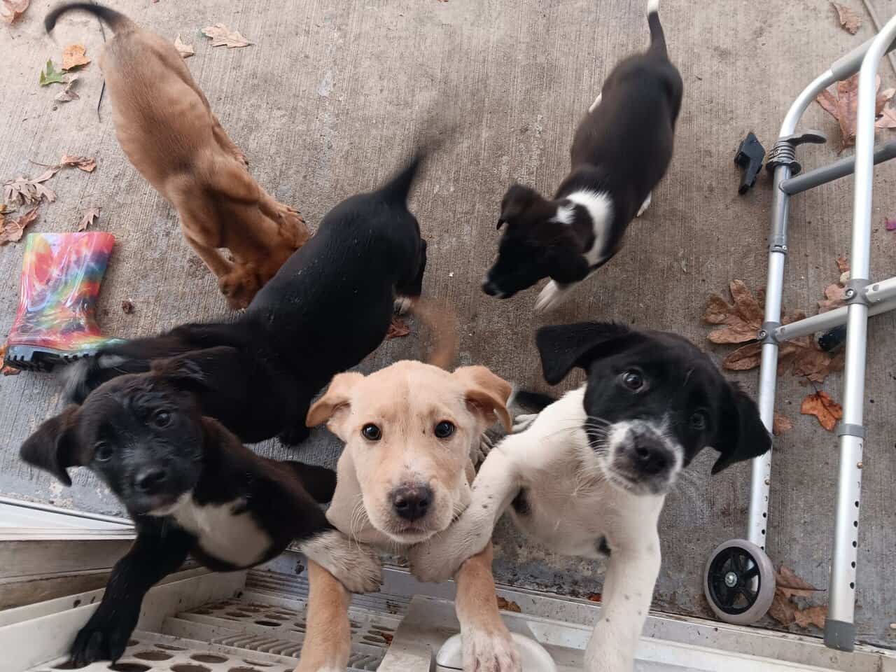 Cane corso lab mix image 1