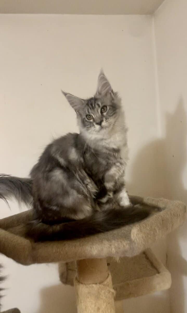 Maine coon female kitten image 1