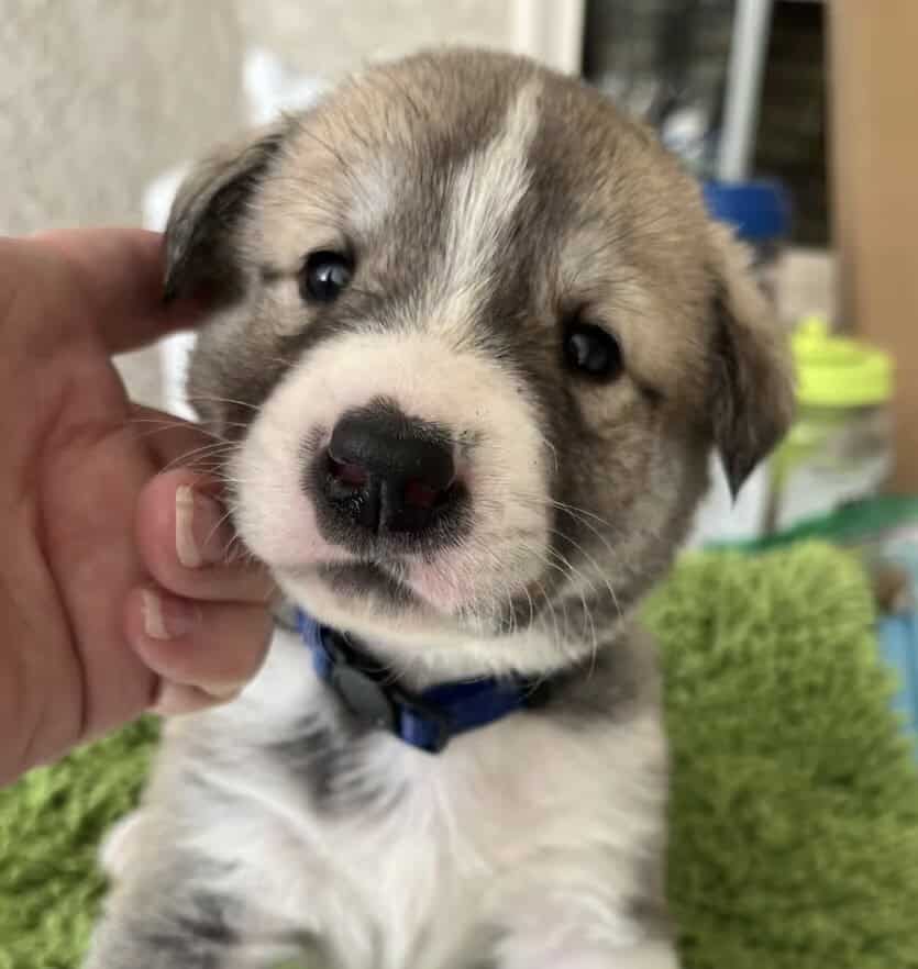 AKC Anatolian Shepherd, tested image 1