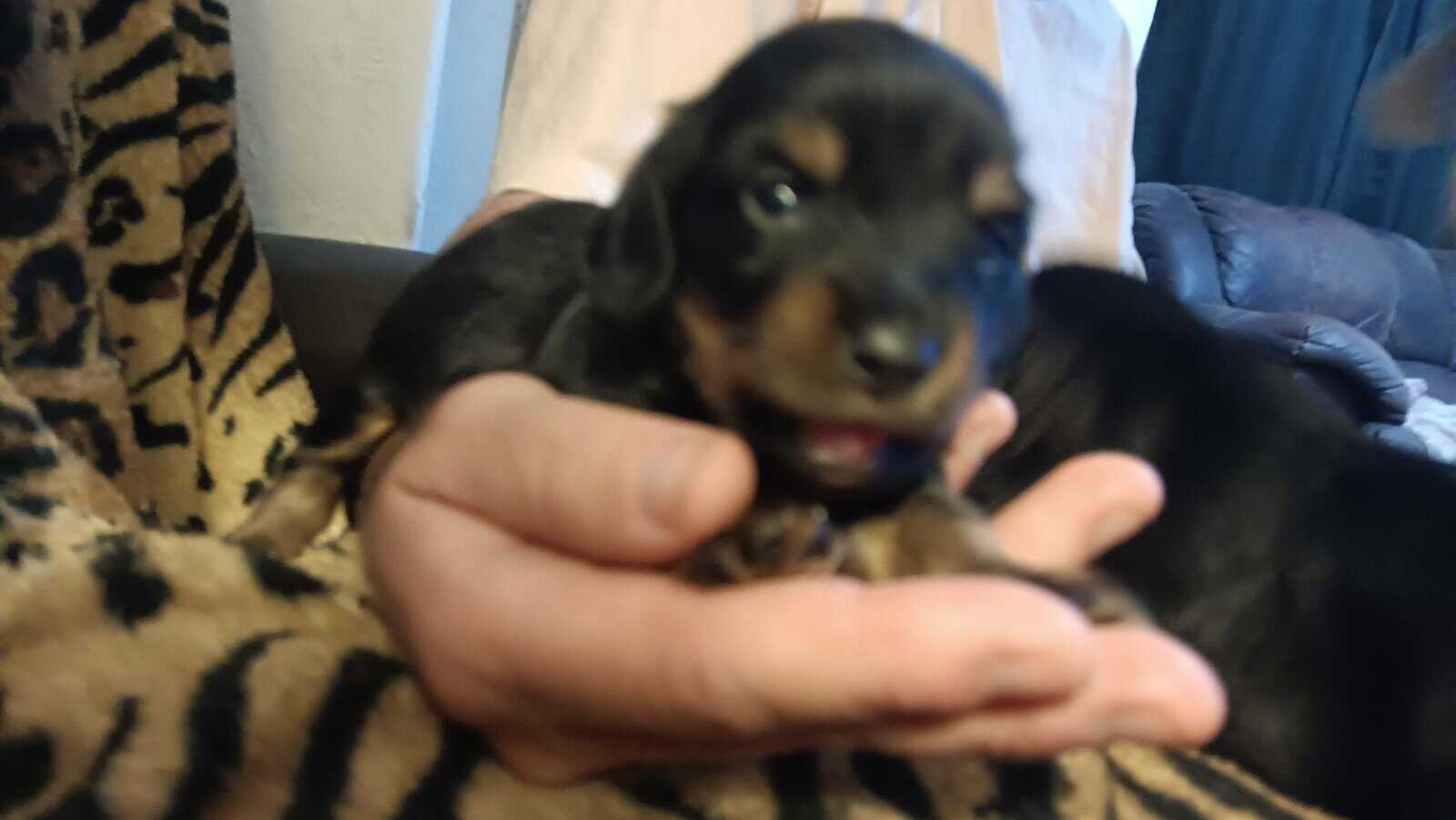 Miniature Doxies Puppies image 7