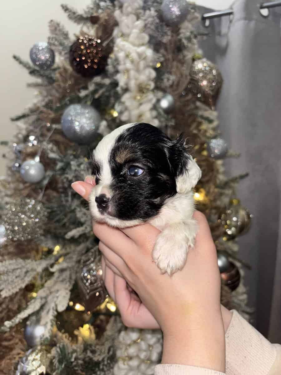 English Cocker Spaniel/French Bulldog Mix Puppies image 14