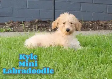 Kyle Male Mini Labradoodle