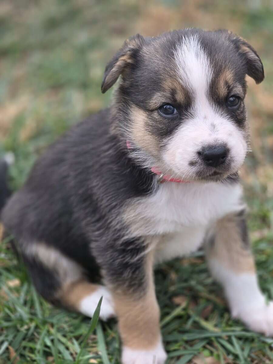 ADORABLE Puppy ready for you! image 2